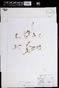 Chara vulgaris image