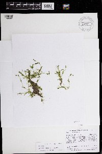 Chara vulgaris image