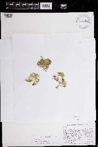 Chara vulgaris image