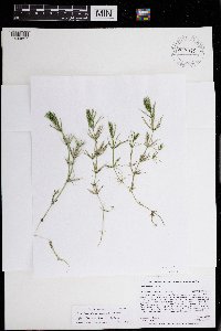 Chara trichacantha image