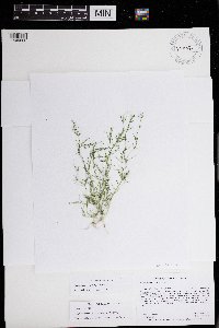 Chara macounii image
