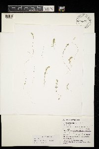 Chara vulgaris image