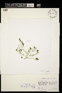 Lychnothamnus barbatus image