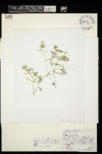Lychnothamnus barbatus image