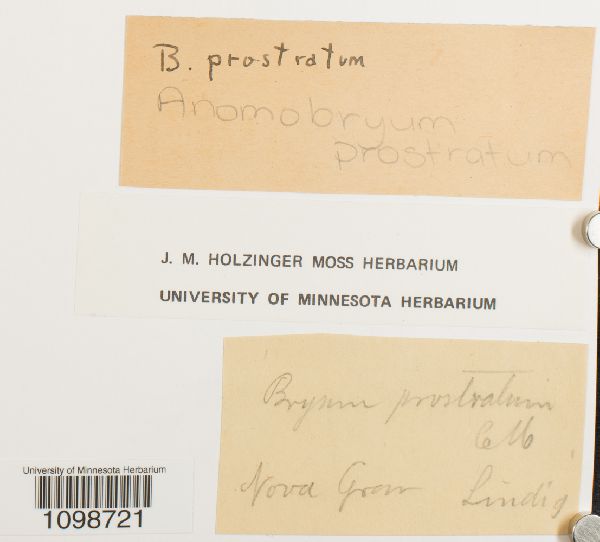 Anomobryum prostratum image