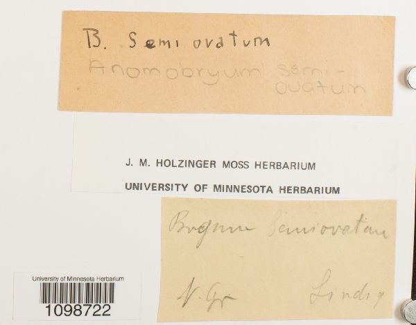 Anomobryum semiovatum image