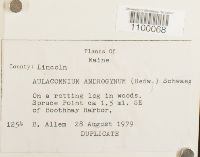 Aulacomnium androgynum image