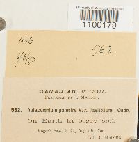 Aulacomnium palustre var. laxifolium image