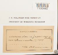 Aulacopilum japonicum image