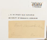 Pseudocrossidium hornschuchianum image