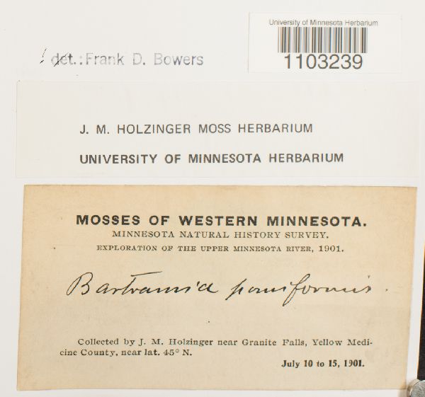 Bartramia image