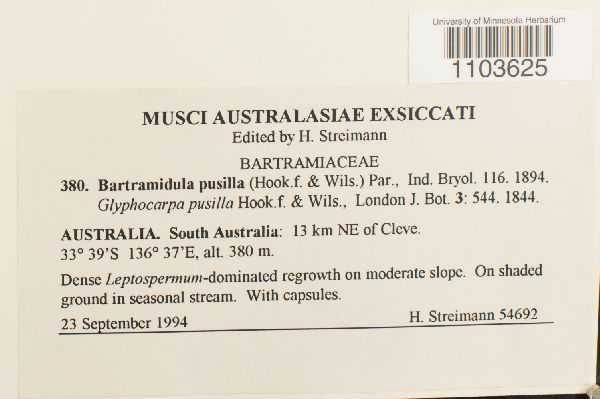 Bartramidula pusilla image