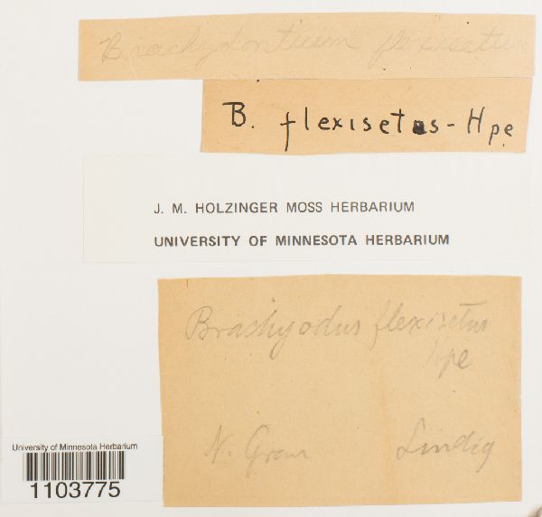 Brachydontium flexisetum image