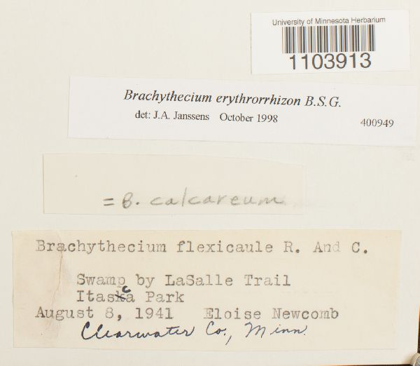 Brachythecium erythrorrhizon image