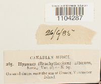 Brachythecium albicans image
