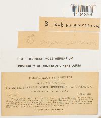 Brachythecium asperrimum image