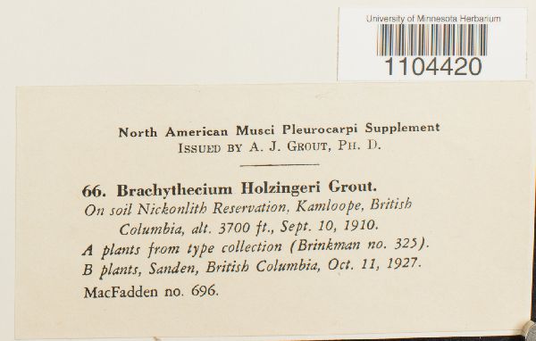 Brachythecium holzingeri image