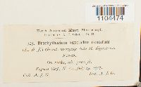 Brachythecium oxycladon var. dentatum image