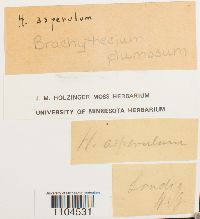 Brachythecium plumosum image