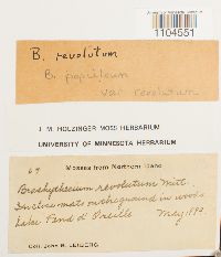 Brachythecium populeum image