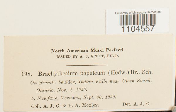 Brachythecium image