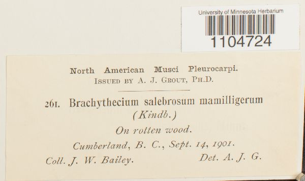 Brachythecium salebrosum subsp. mamilligerum image