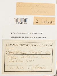 Brachythecium geheebii image