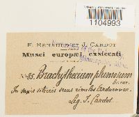 Brachythecium plumosum image