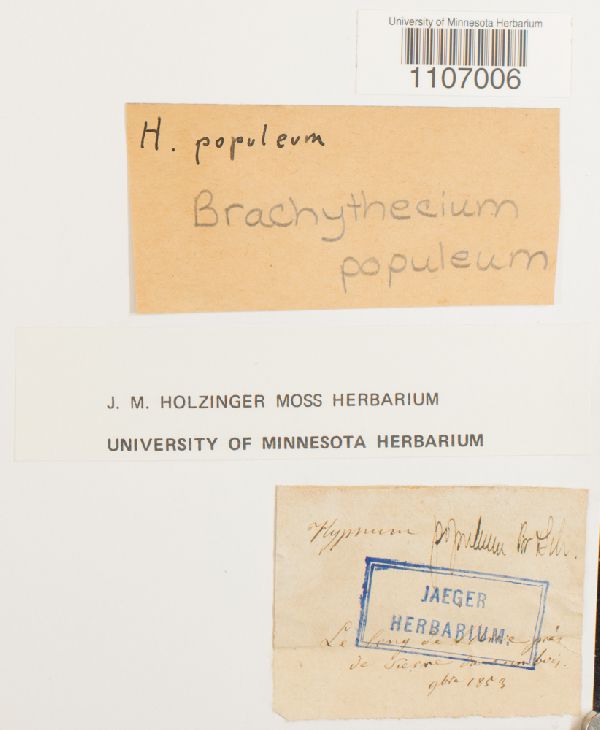 Brachythecium populeum image