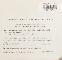 Brachythecium austrosalebrosum image