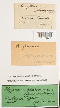 Brachythecium glareosum image