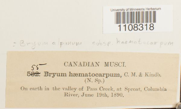 Bryum alpinum subsp. haematocarpum image