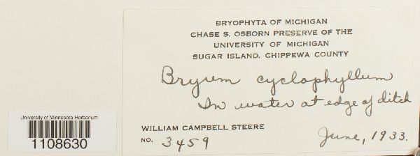 Bryum cyclophyllum image