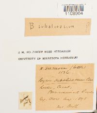Rosulabryum subfasciculatum image