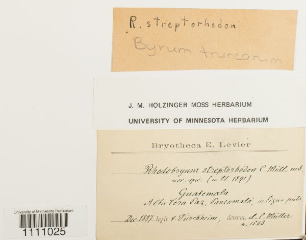 Rhodobryum streptorhodon image