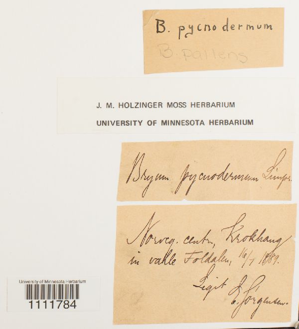 Bryum pallens subsp. pycnodermum image
