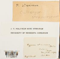 Calliergon stramineum image