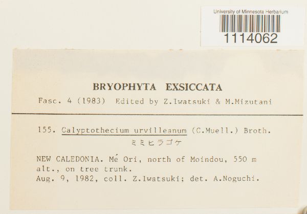 Calyptothecium urvilleanum image