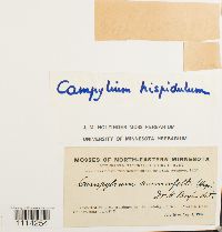 Campylium hispidulum image
