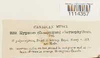 Campyliadelphus chrysophyllus image