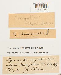 Campylophyllopsis sommerfeltii image