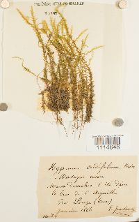 Calliergon cordifolium image