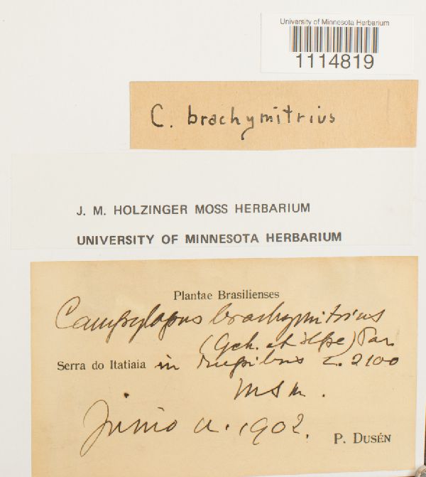 Campylopus brachymitrius image