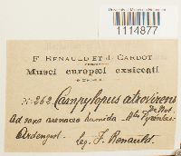 Campylopus atrovirens image