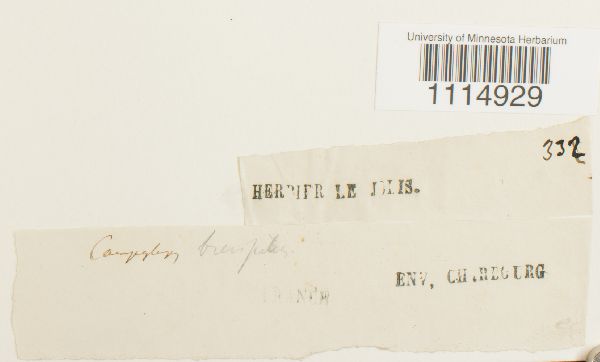 Campylopus image