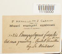 Campylopus fragilis image