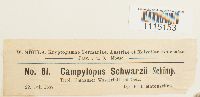 Campylopus gracilis image