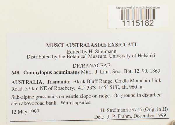 Campylopus acuminatus image