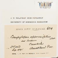 Campylopus clavatus image