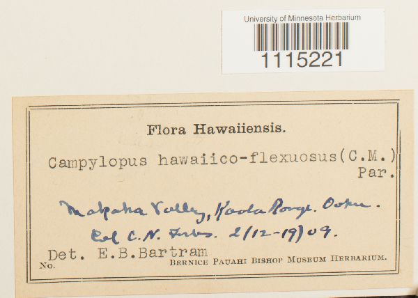 Campylopus hawaiicoflexuosus image
